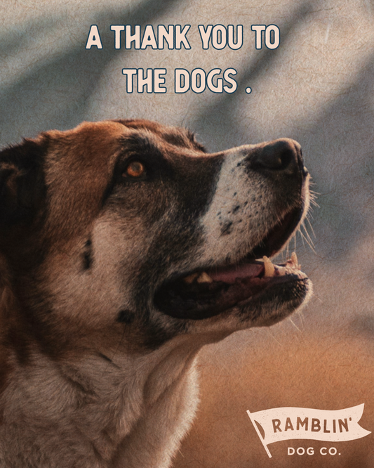 š¾ A Thank You to the Dogs Who Made Us Ramble