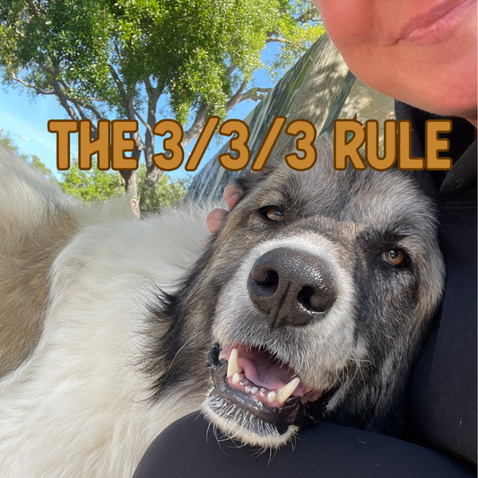 The 3-3-3 Rule: What to Expect When Bringing Home a Rescue Dog