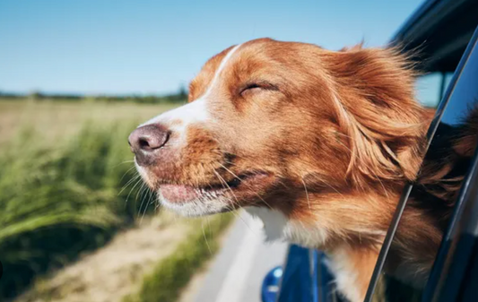 Why the Road Always Wins: What We Learn When We Just Go