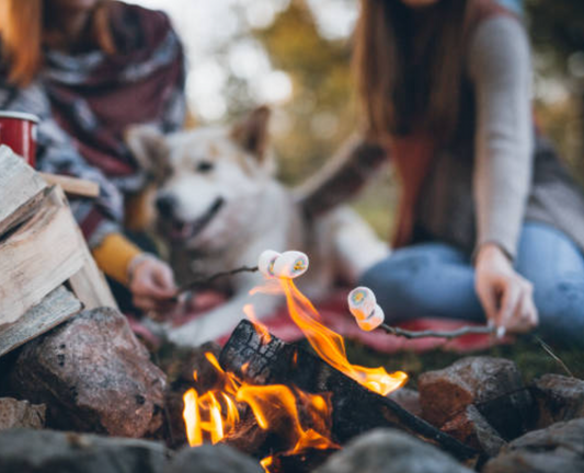 What Dogs Teach Us About Acceptance